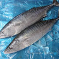 Cheap Price Frozen Bonito Tuna Skipjack Fish